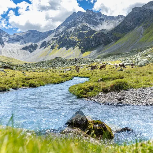 Blick in das grüne Platzertal im Sommer. Im Hintergrund grasen Kühe. | © DAV